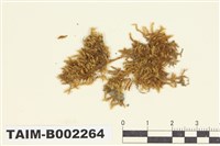 藏品(比賴苔屬)的圖片